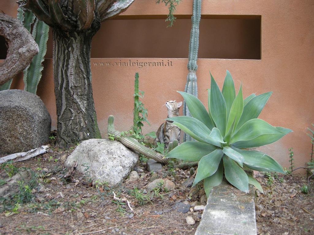 Via Dei Gerani B&B Sìnnai Buitenkant foto